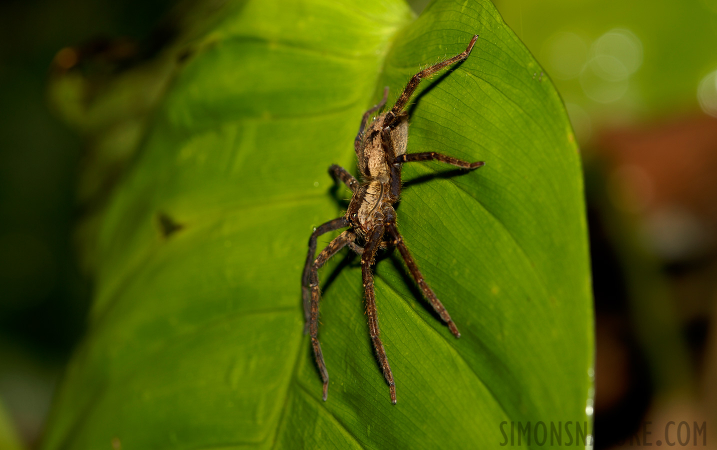 Pacuare Lodge [105 mm, 1/60 Sek. bei f / 10, ISO 100]